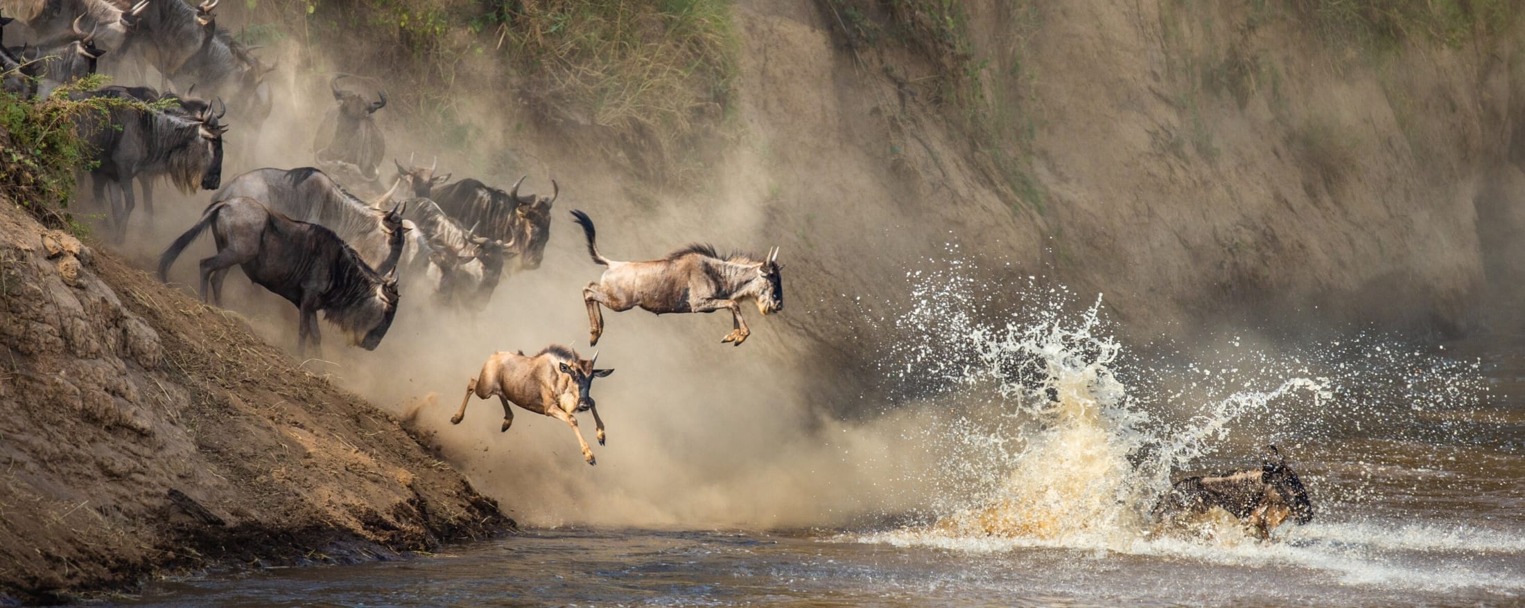 Wildebeest crossing the Grumeti River in June