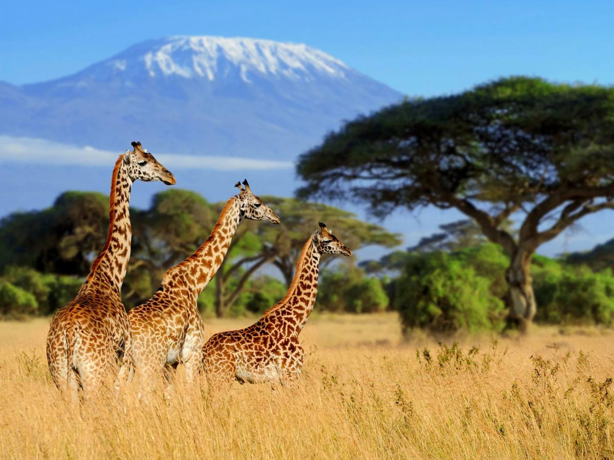 What age is best for a safari?