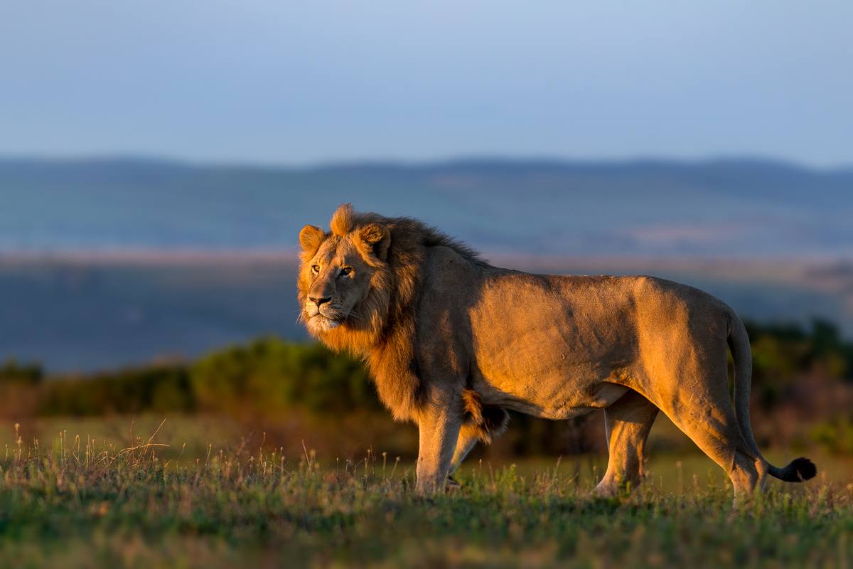 South Africa vs Kenya safari: Which is right for your family?