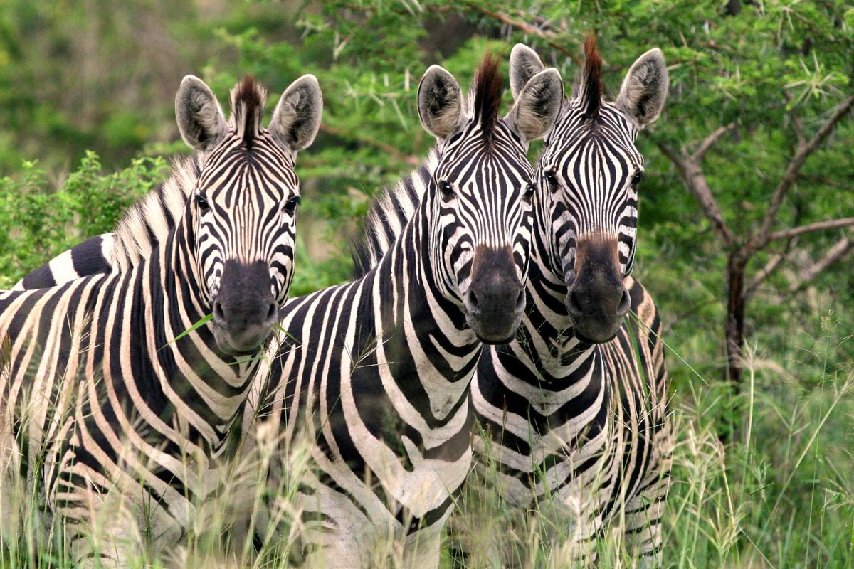 The best month to travel to… A Journey South guide to timing your African family adventure