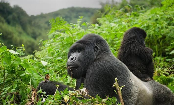 Gorilla trekking with children: the age rule, and how to plan around it
