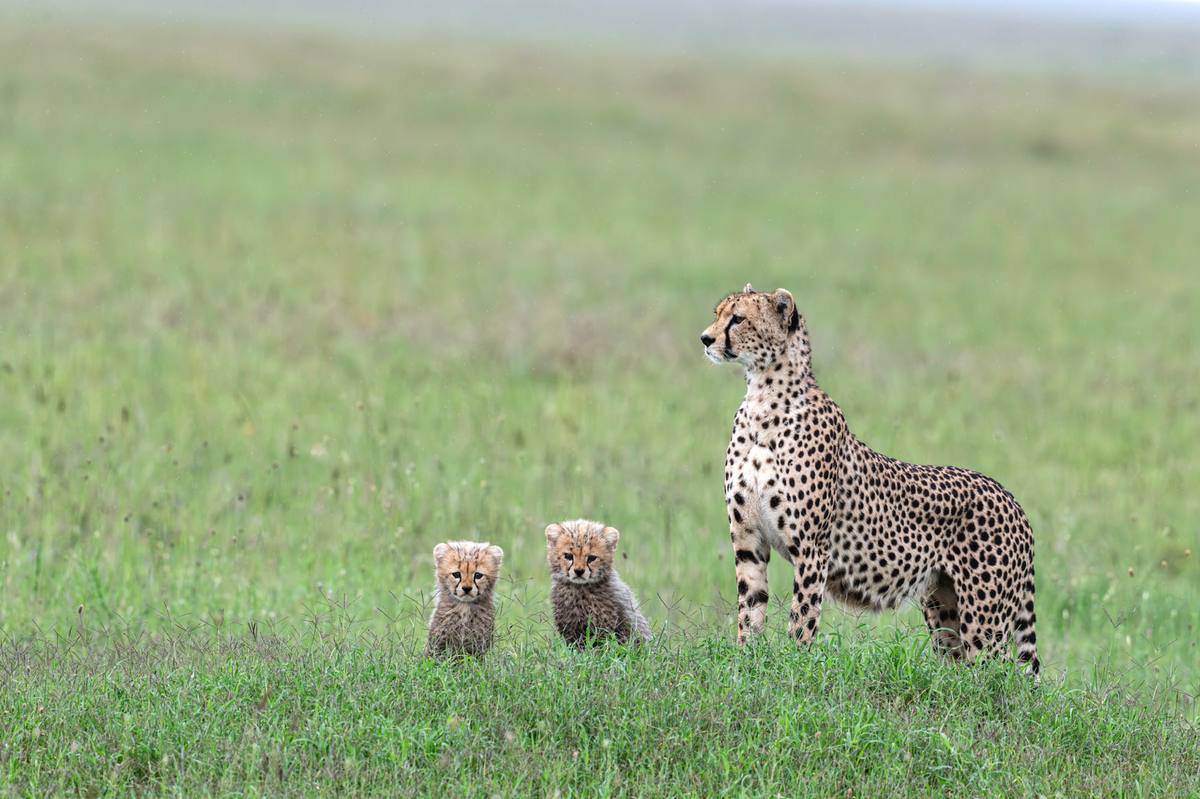 Where to see cheetahs in Africa