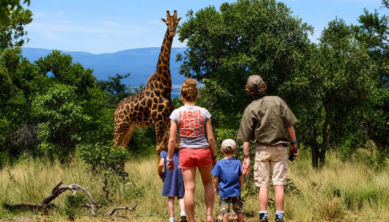 Cover image for Malaria-Free Family Safaris with Young Children: A Parent's Guide